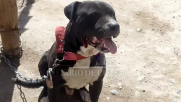 [FOTOS] De este lugar se escapó el pitbull antes de matar a Lara