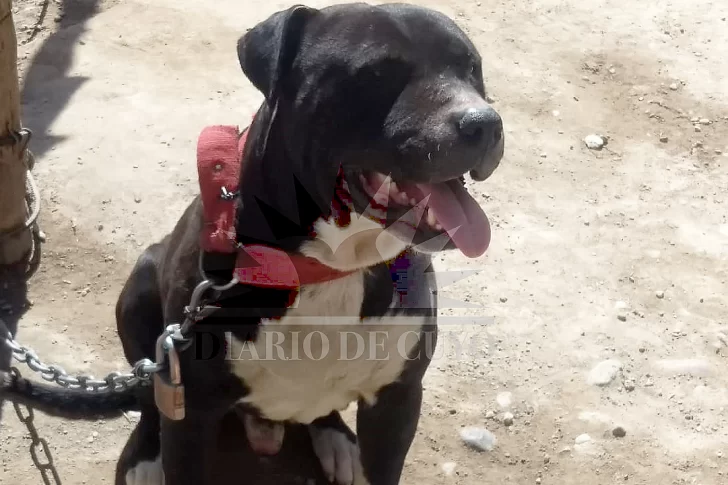 [FOTOS] De este lugar se escapó el pitbull antes de matar a Lara