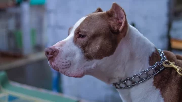 Un pitbull atacó a una beba de siete meses y le perforó el pulmón