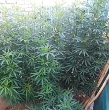 Escondía plantas de marihuana en un furgón y la descubrieron