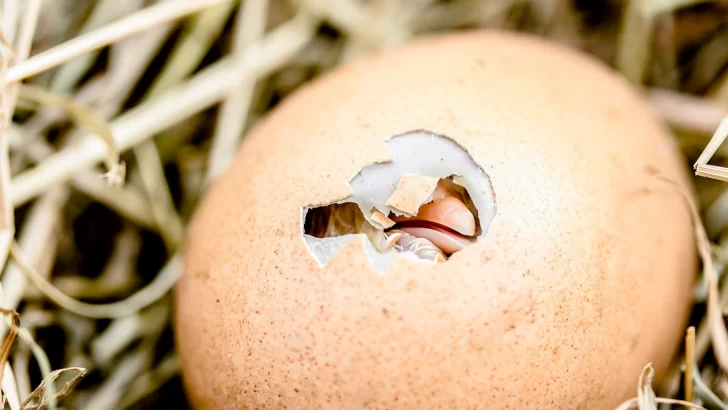 Un pollito rompió el cascarón en una huevería