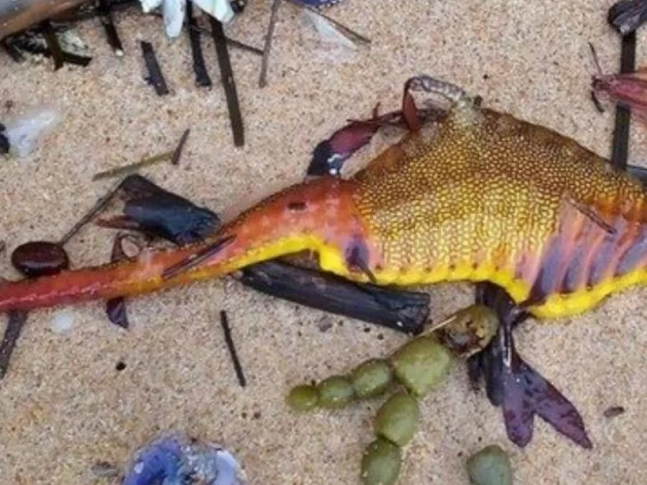 Australia: aparecieron al menos 20 dragones marinos muertos en las playas