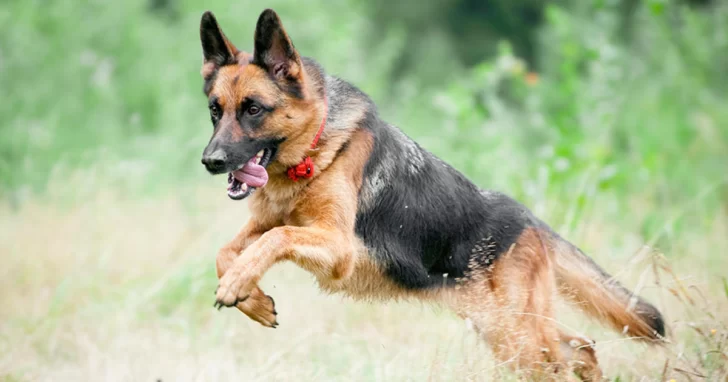 Otro ataque de un perro a un niño: esta vez, un animal mordió en el rostro a un nene de 2 años