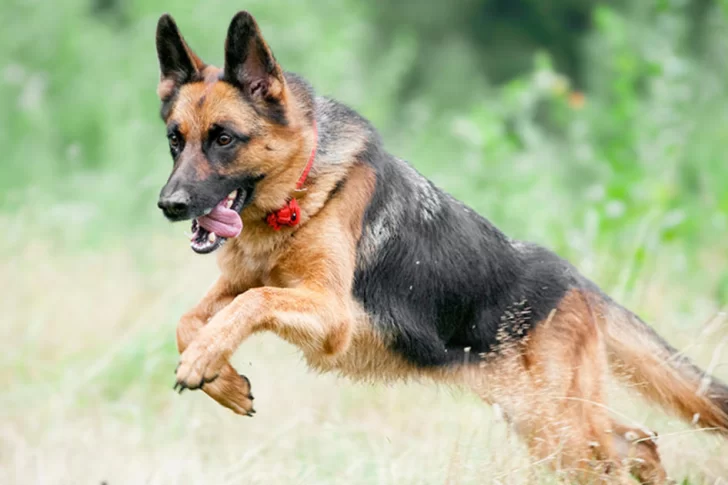 Otro ataque de un perro a un niño: esta vez, un animal mordió en el rostro a un nene de 2 años