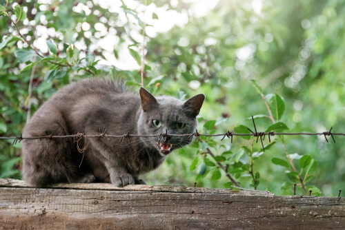 Una mujer fue mordida por un gato y murió de rabia, el primer caso registrado en 13 años