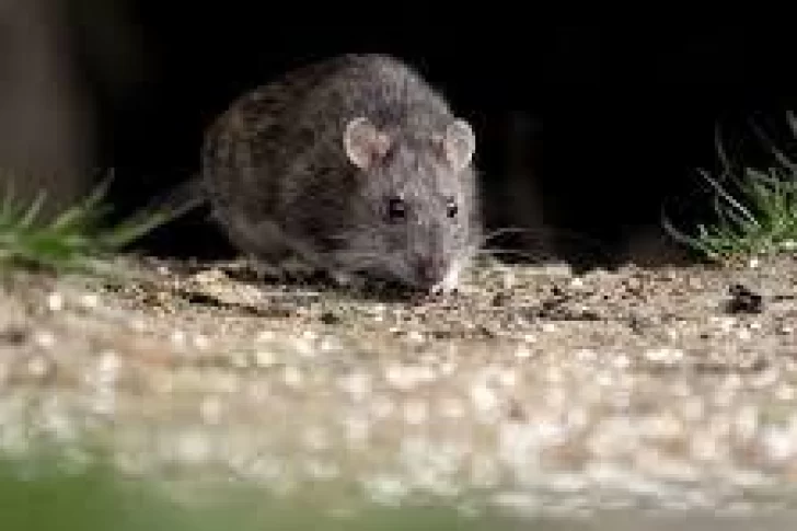 Confirman 2 muertes y 13 casos de hantavirus en Buenos Aires