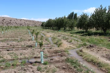 Con los diques casi llenos, habrá menos días de cortes y así llegará más agua a las fincas