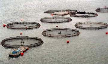 Tierra del Fuego define la aprobación de una ley para prohibir los criaderos de salmón