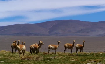 Un censo arrojó que en San Guillermo hay 452 vicuñas y 272 guanacos