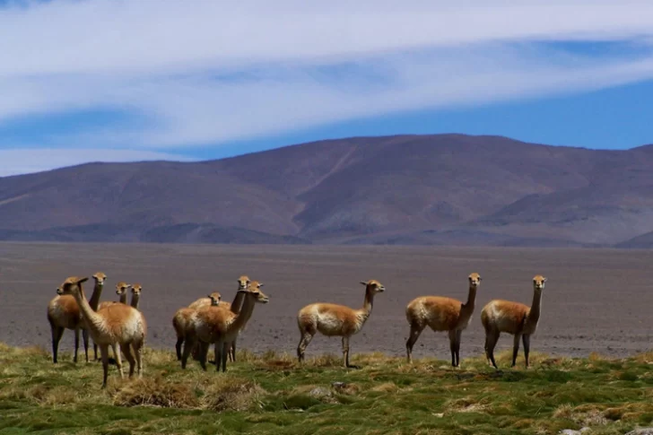 Un censo arrojó que en San Guillermo hay 452 vicuñas y 272 guanacos