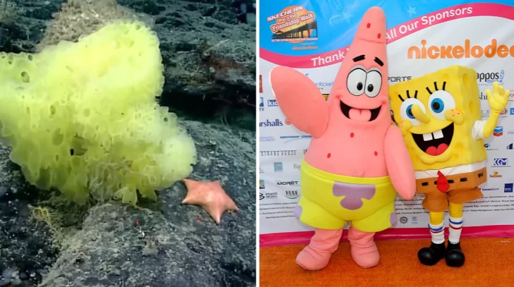 Científicos captan la versión real de “Bob Esponja” a punto de comerse a su amigo “Patricio”