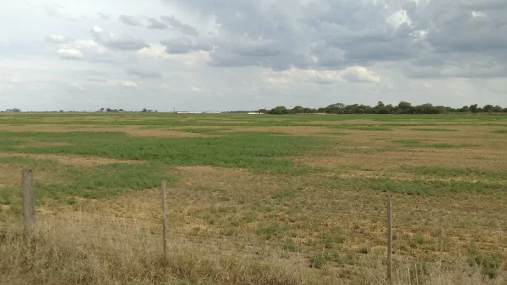 Declararon la emergencia agropecuaria en Mendoza por la sequía