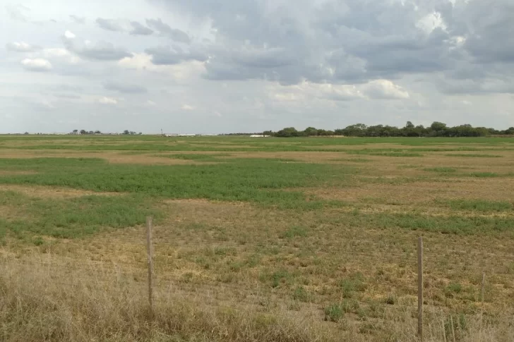 Declararon la emergencia agropecuaria en Mendoza por la sequía