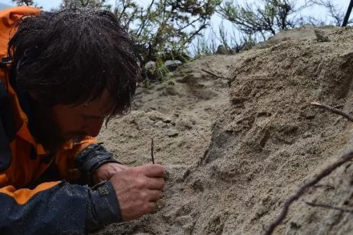 Hallaron restos fósiles de un dinosaurio carnívoro de unos 70 millones de años de antigüedad