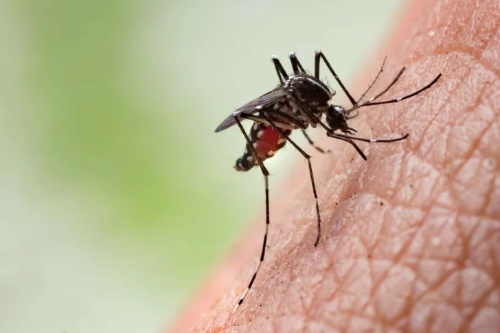 El mosquito que transmite el dengue ya fue detectado, pero aún no hay enfermos