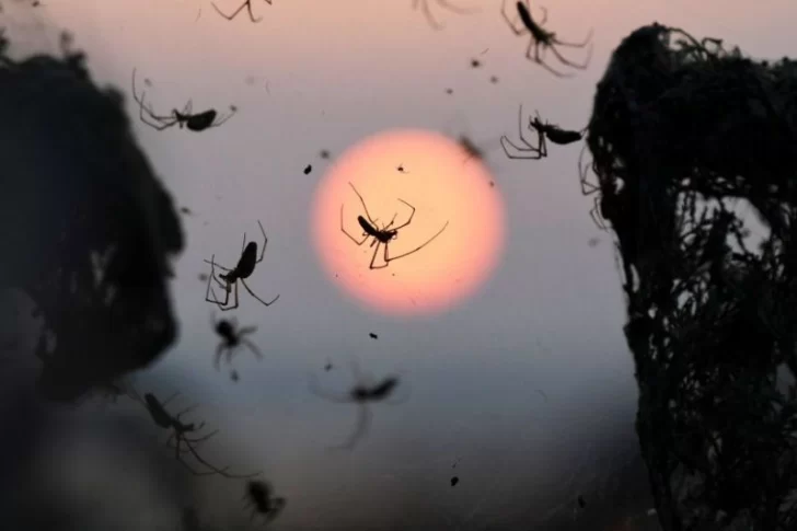 Impresionantes imágenes de la tela de araña de 1.000 metros que tapó un lago