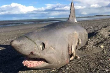 Salió a caminar por la playa y se topó con un ¡tiburón!