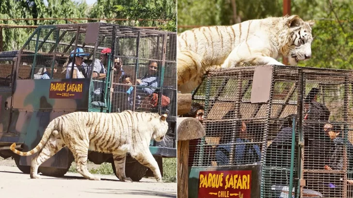 Una mujer falleció en un Zoo de Chile tras ser atacada por un tigre