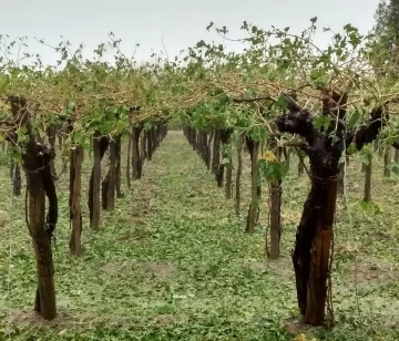 La tormenta llegó con una importante caída de granizo en zonas cultivadas de Sarmiento