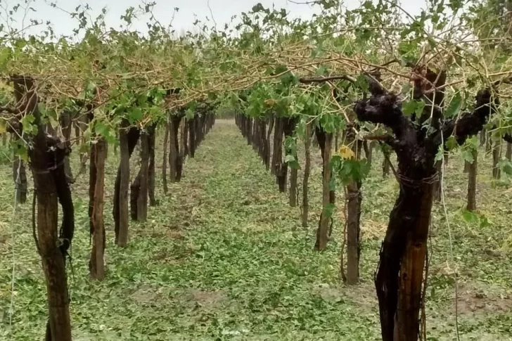 La tormenta llegó con una importante caída de granizo en zonas cultivadas de Sarmiento