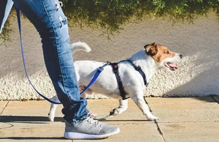 Ofrecen 40 mil dólares al año por cuidar al perro del jefe