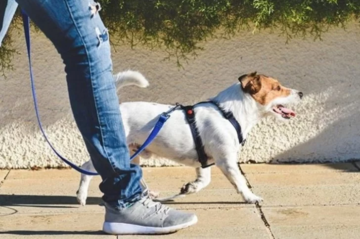 Ofrecen 40 mil dólares al año por cuidar al perro del jefe