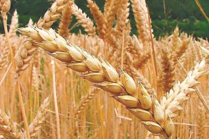 Pronostican baja en trigo por la sequía