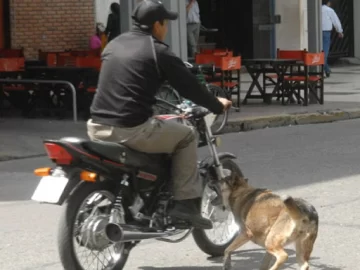 Internaron a un hombre, una chica y un bebé por dos choques de motos contra perros