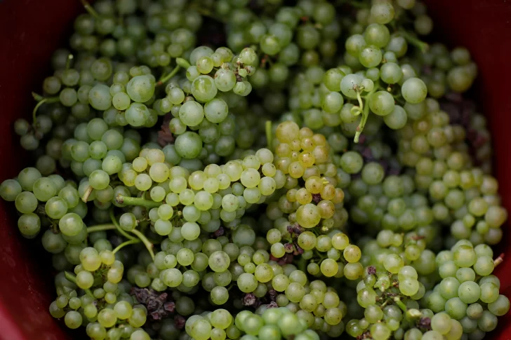 El BID financiará estudios sobre oasis de regadío de regiones vitivinícolas