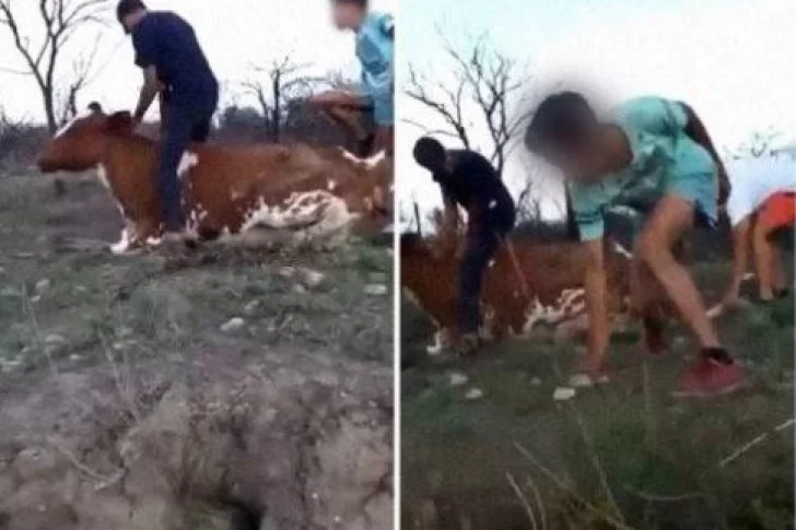 [VIDEO] Repudio en las redes a un grupo de jóvenes que se grabó golpeando a una vaca