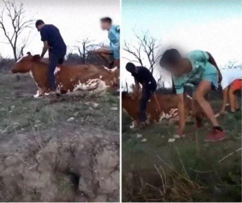 [VIDEO] Repudio en las redes a un grupo de jóvenes que se grabó golpeando a una vaca