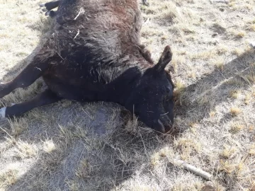 [FOTOS] Matan vacas y las dejan tiradas, ¿qué buscaban?