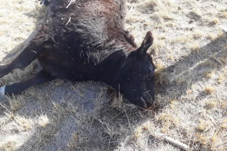 [FOTOS] Matan vacas y las dejan tiradas, ¿qué buscaban?