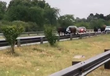 [VIDEO] Volcó un camión y más de 20 vacas corrieron libres por una autopista