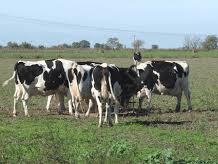 Empezó el paro del campo por la restricción a la exportación de carne