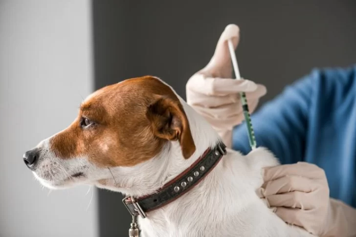 Rusia registró la primera vacuna contra el coronavirus para animales