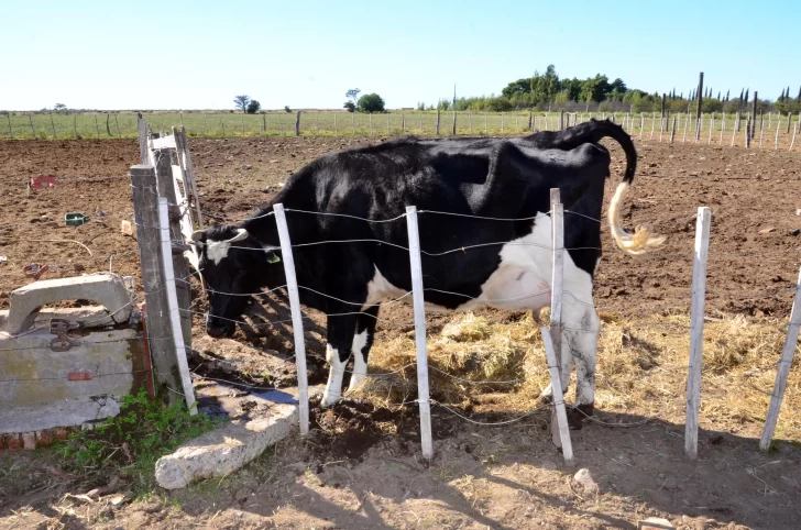 Les usurparon el campo y los ocupas venden sus vacas por Facebook