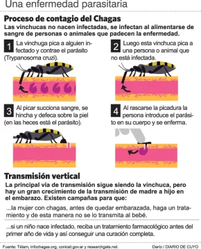 La vinchuca evita alimentarse si la piel que quiere picar tiene sal