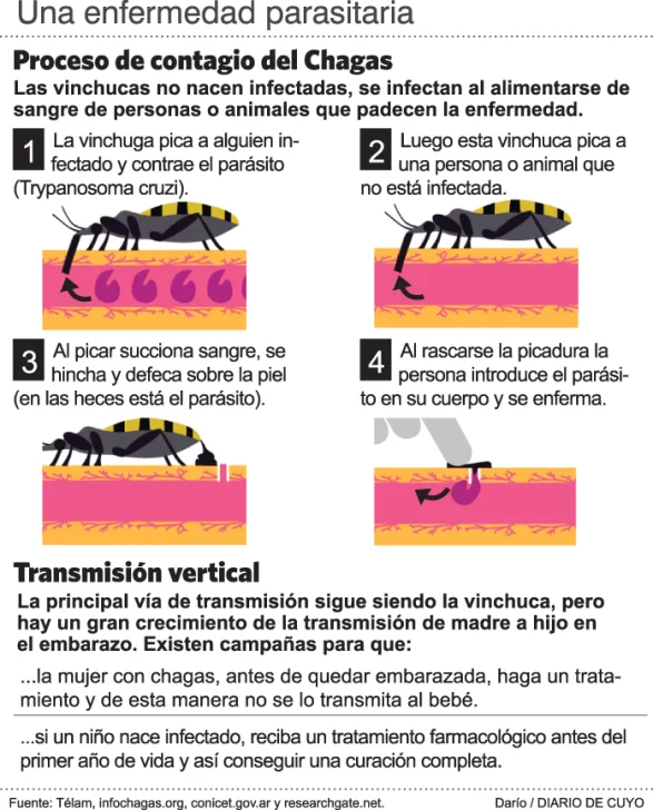 La vinchuca evita alimentarse si la piel que quiere picar tiene sal