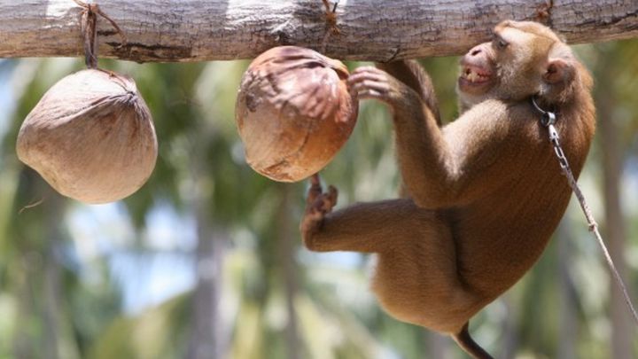 Viruela del mono: quiénes corren más riesgo de contagiarse