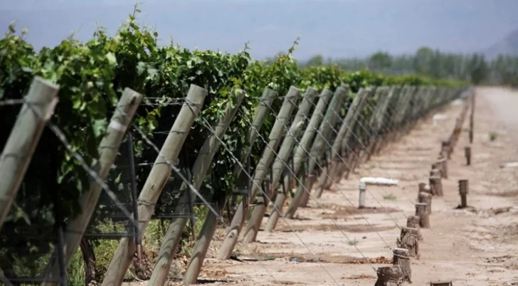 En Carpintería y Médano de Oro se registraron heladas tardías que complicaron a productores