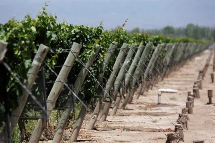 En Carpintería y Médano de Oro se registraron heladas tardías que complicaron a productores