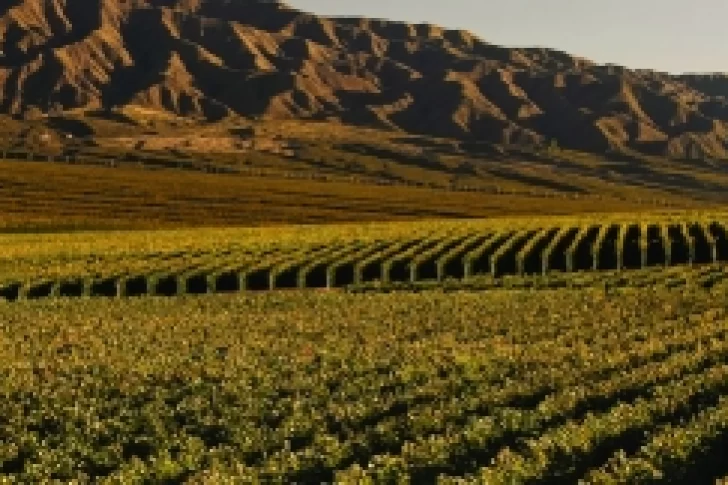 En 10 años disminuyó la superficie de viñedos para vinos y creció la de pasas