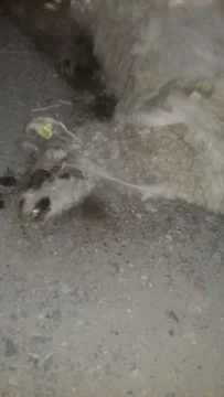 Encontraron 23 llamas muertas en Rodeo y creen que son de un productor