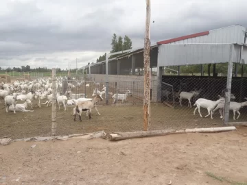 Robaron dos cabras y solo les dio tiempo para matar y comer una porque los detuvieron