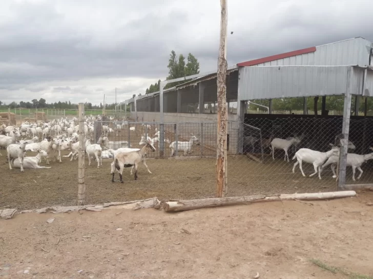 Robaron dos cabras y solo les dio tiempo para matar y comer una porque los detuvieron