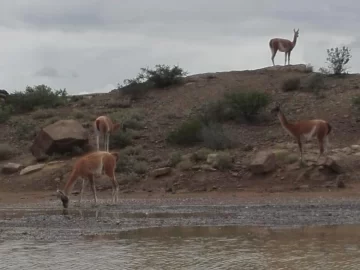 La cuarentena hizo caer en un año casi un 60% las infracciones por dañar flora y fauna