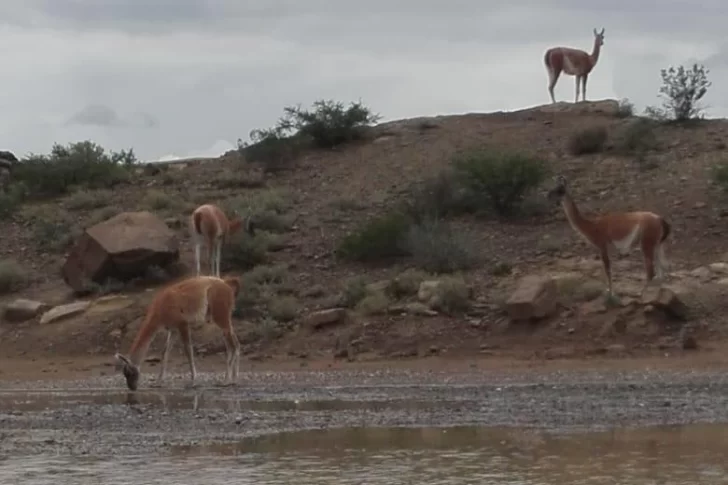 La cuarentena hizo caer en un año casi un 60% las infracciones por dañar flora y fauna