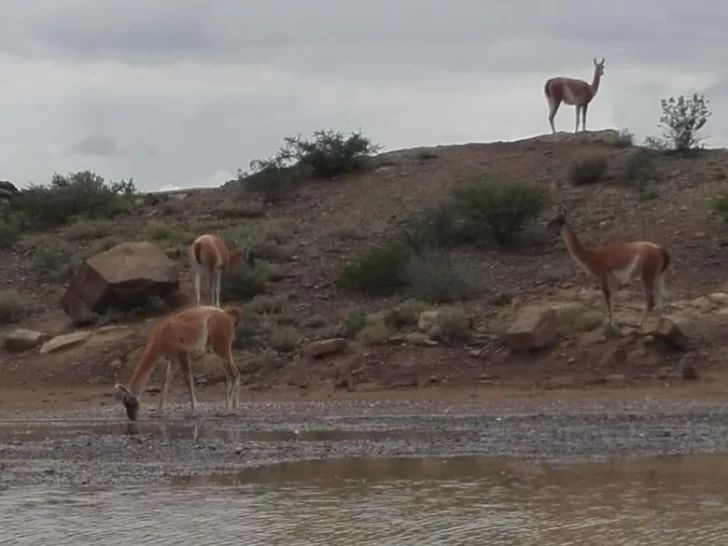 La cuarentena hizo caer en un año casi un 60% las infracciones por dañar flora y fauna