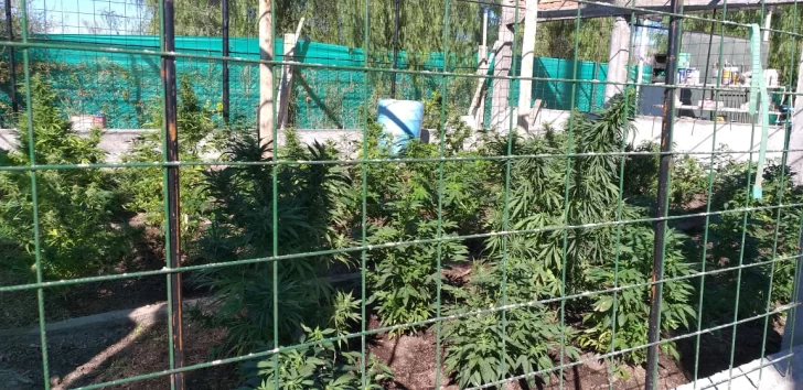 Lo buscaban por violento y le encontraron plantas de marihuana en un parral y un vivero